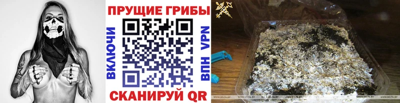 Купить где  Карабаш  Псилоцибиновые грибы Cubensis 
